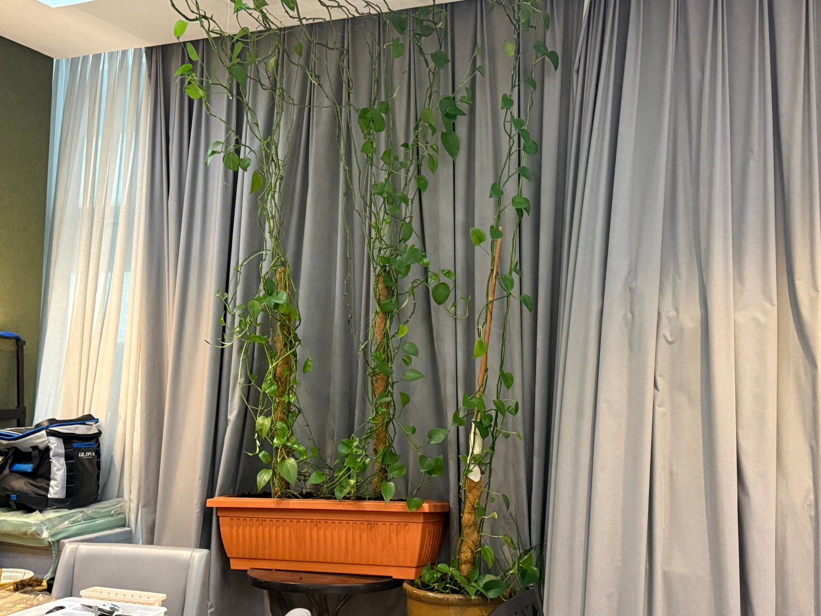 Plant